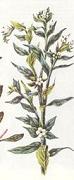 Gromwell