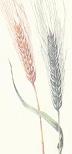 Barley