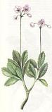 Wintergreen, pipsissewa