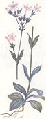 Centaury
